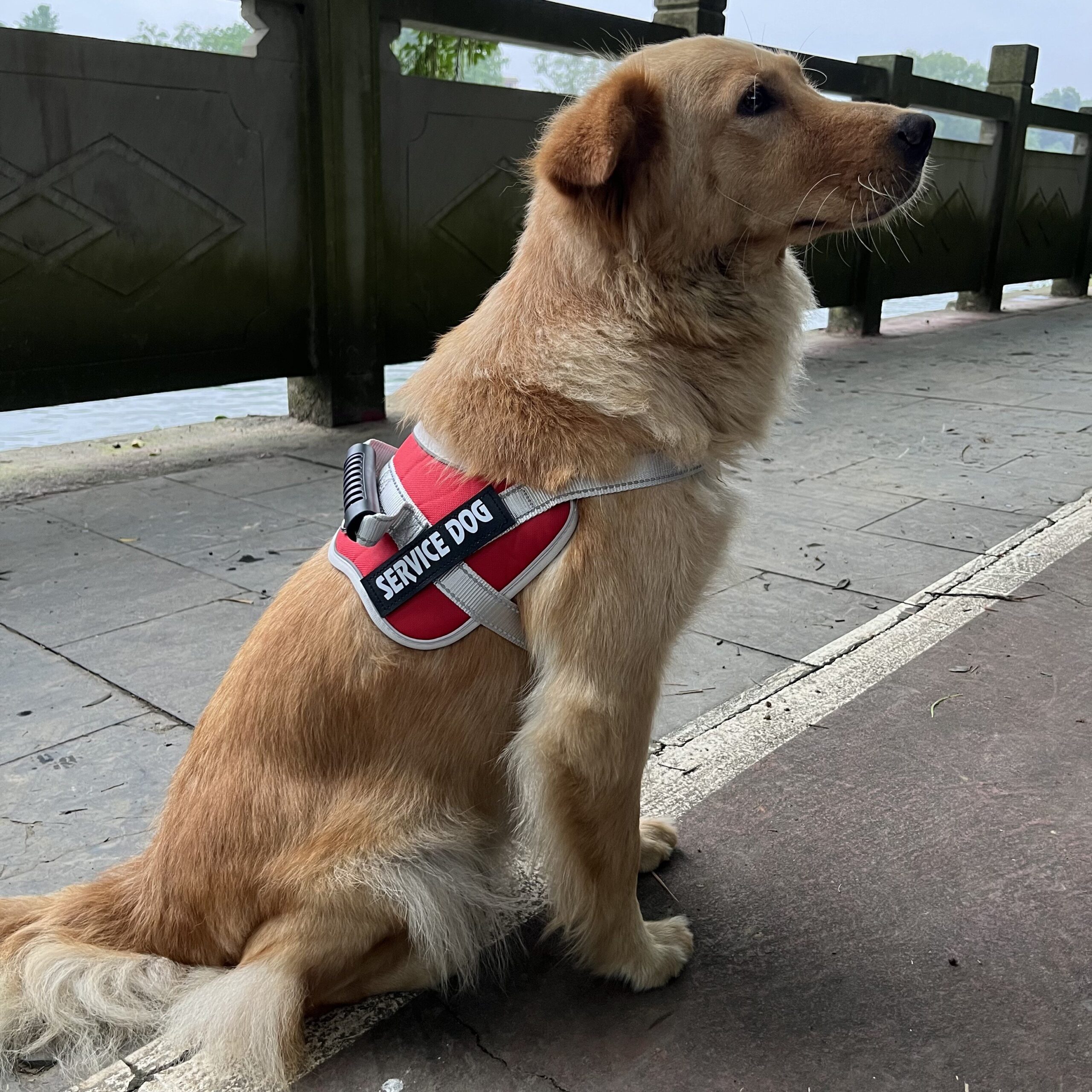 A dog wearing a front-clip no-pull harness.